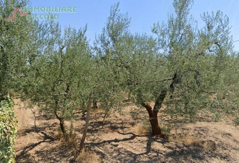 terreno agricolo in vendita a Barletta