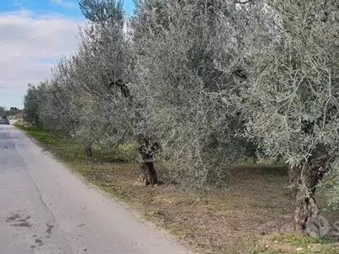 terreno agricolo in vendita a Barletta