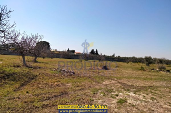 terreno agricolo in vendita a Bisceglie