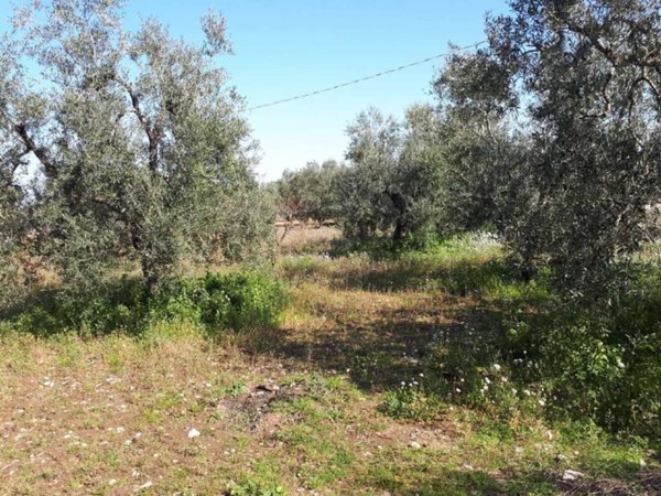 terreno agricolo in vendita a Bisceglie