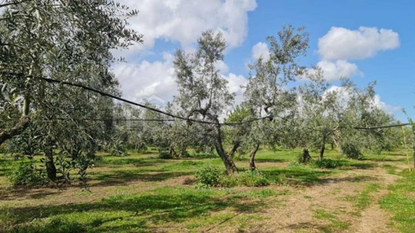 terreno agricolo in vendita a Bisceglie