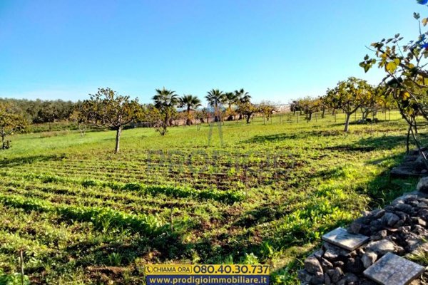 terreno agricolo in vendita a Bisceglie