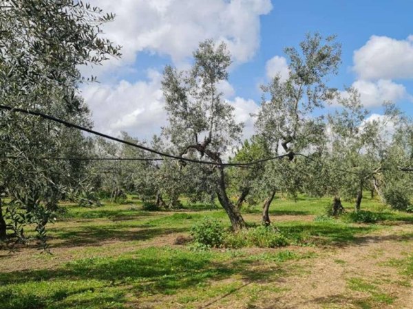 terreno agricolo in vendita a Bisceglie