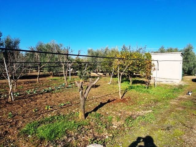 terreno agricolo in vendita a Bisceglie