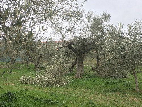 terreno agricolo in vendita a Canosa di Puglia