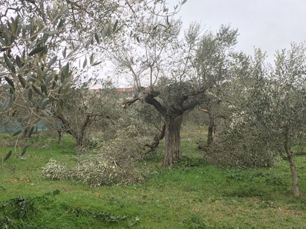 terreno edificabile in vendita a Canosa di Puglia