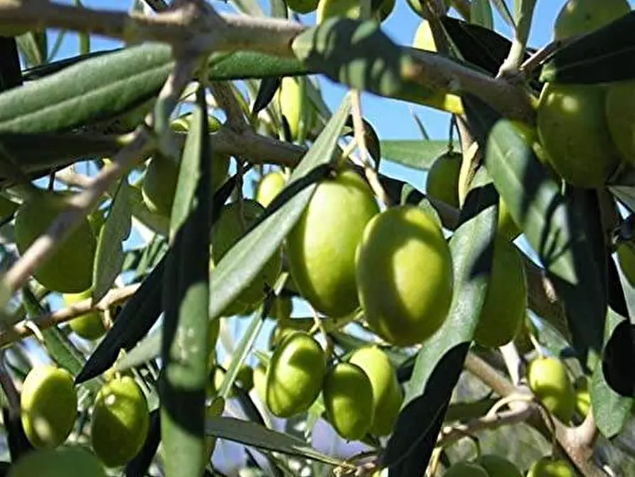 terreno agricolo in vendita a Canosa di Puglia
