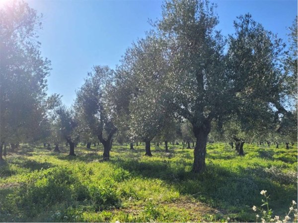 ufficio in vendita a Canosa di Puglia in zona Loconia
