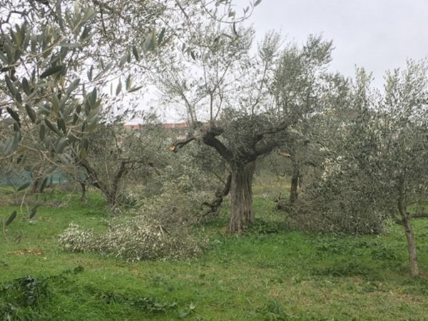 terreno agricolo in vendita a Canosa di Puglia