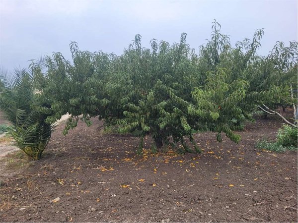 appartamento in vendita a Canosa di Puglia in zona Loconia