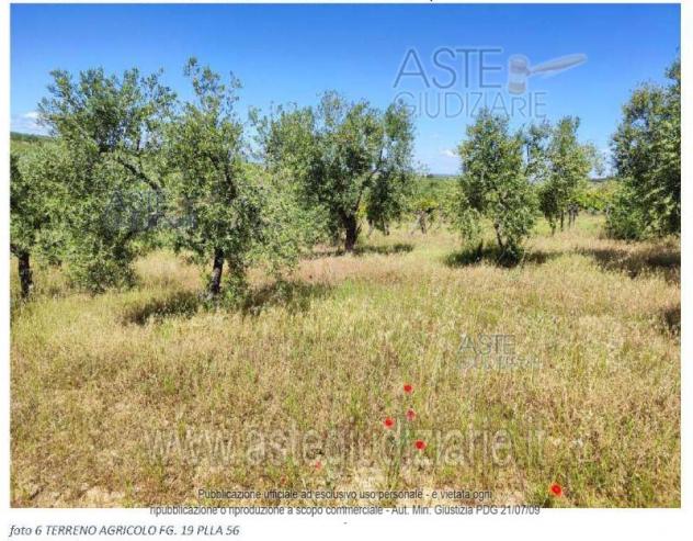 terreno agricolo in vendita a Canosa di Puglia
