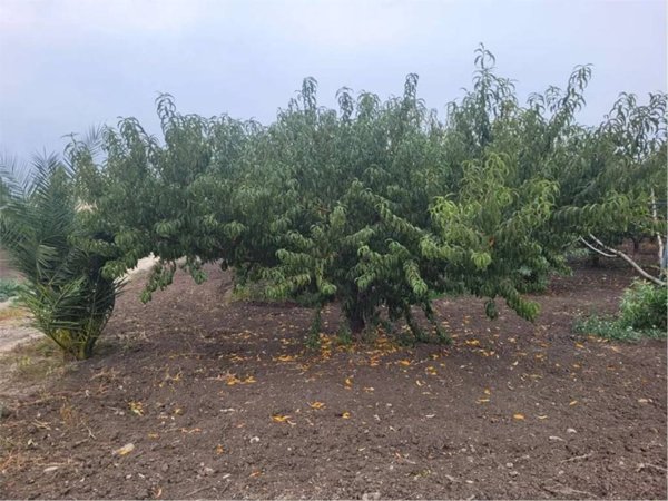 negozio in vendita a Canosa di Puglia in zona Loconia