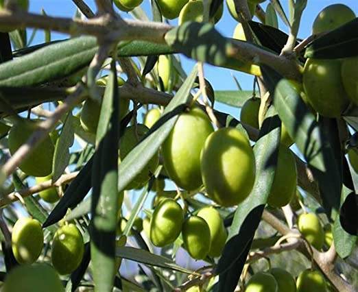 terreno agricolo in vendita a Canosa di Puglia