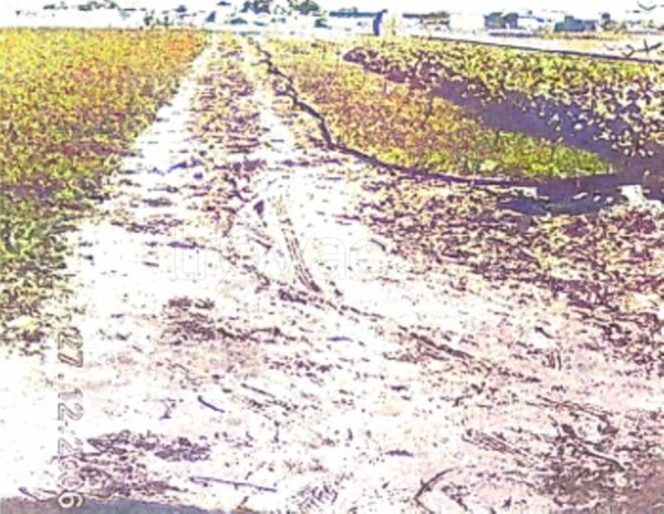 terreno agricolo in vendita a Margherita di Savoia