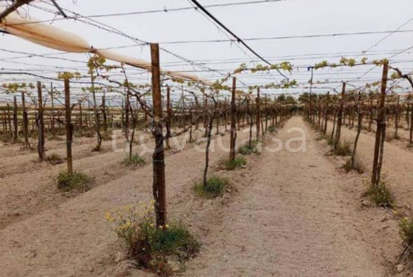 terreno agricolo in vendita a Minervino Murge