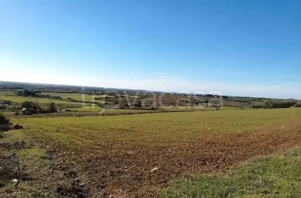 terreno agricolo in vendita a Minervino Murge