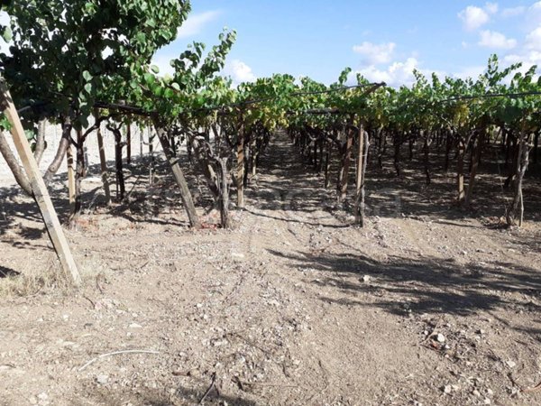 terreno agricolo in vendita a Trani