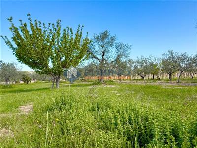 terreno agricolo in vendita a Trani
