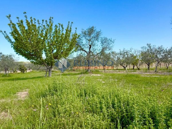 terreno agricolo in vendita a Trani