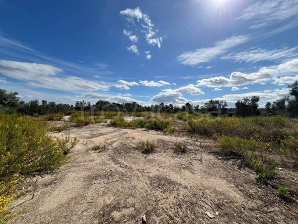 terreno agricolo in vendita a Trani