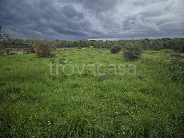 terreno agricolo in vendita a Trani