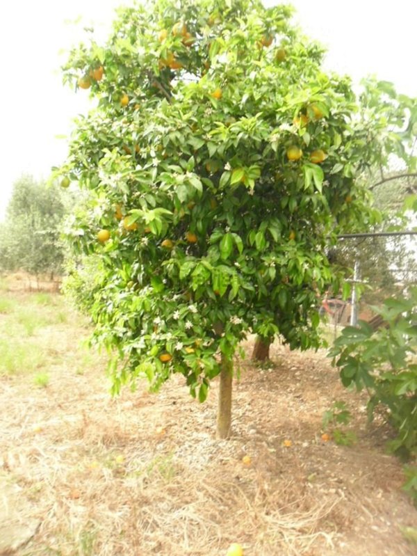 casa indipendente in vendita a Trani