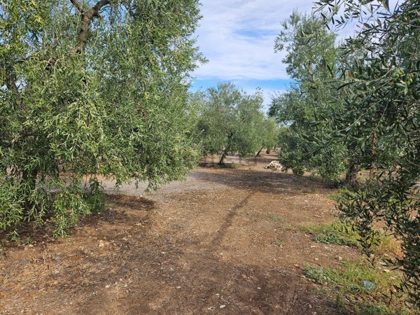 casa indipendente in vendita a Trani