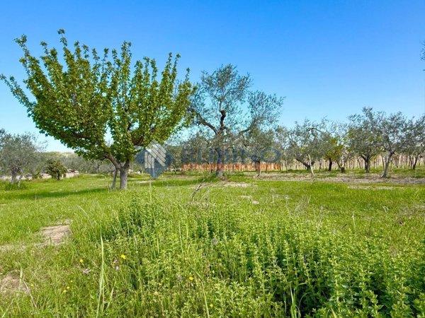 terreno agricolo in vendita a Trani