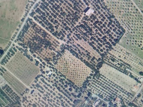 terreno agricolo in vendita a Trani