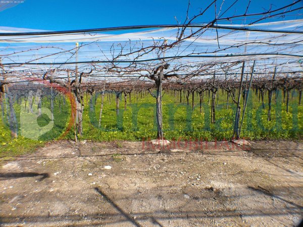 terreno agricolo in vendita a Trani