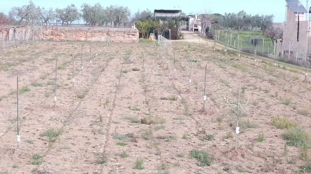 terreno agricolo in vendita a Trani