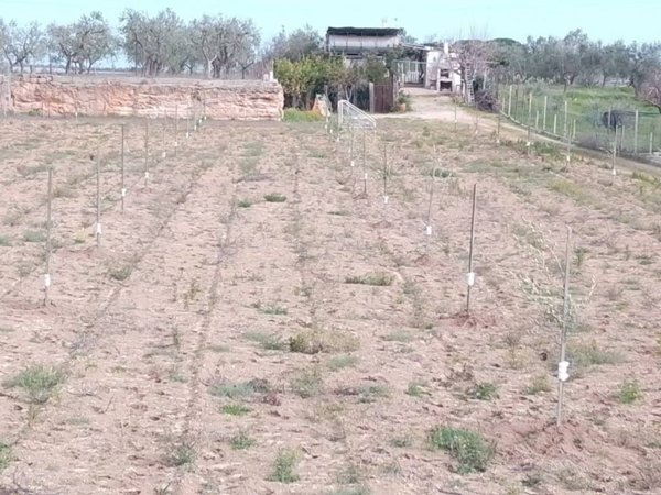 terreno agricolo in vendita a Trani in zona Capirro