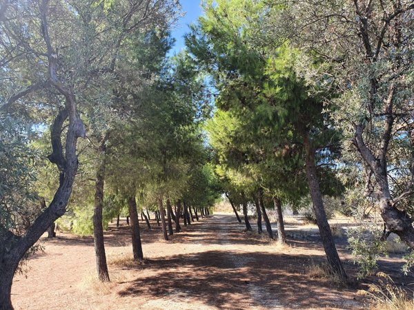 appartamento in vendita a Trani in zona Capirro