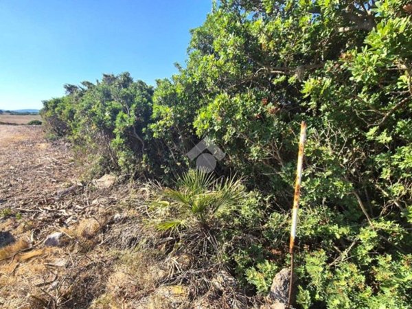terreno agricolo in vendita a Calasetta