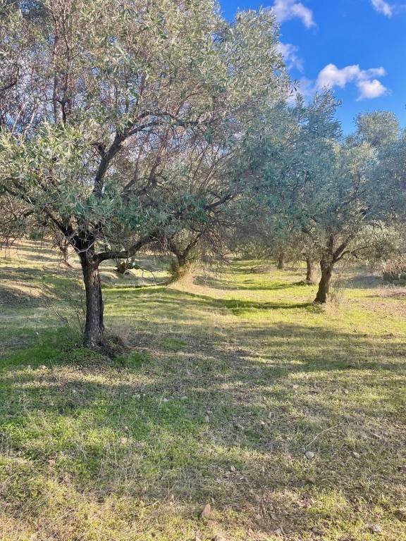 terreno agricolo in vendita a Dolianova