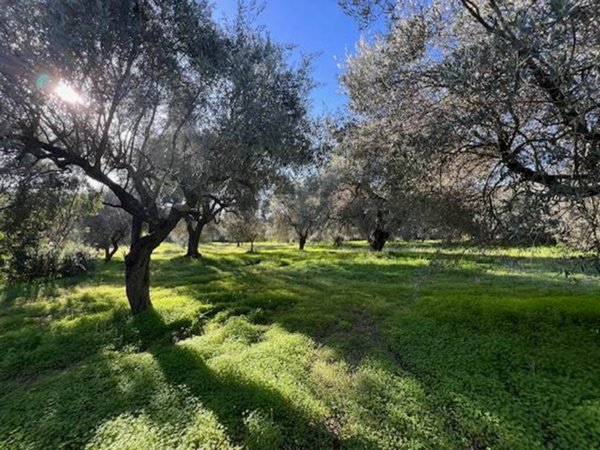 terreno agricolo in vendita a Dolianova