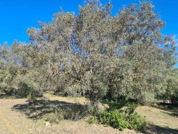 terreno agricolo in vendita a Dolianova