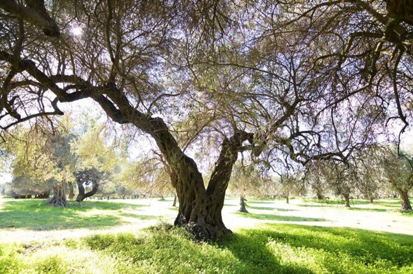 terreno agricolo in vendita a Dolianova