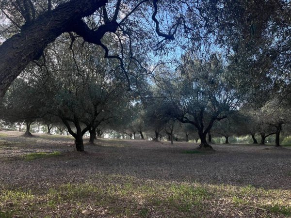 terreno agricolo in vendita a Dolianova