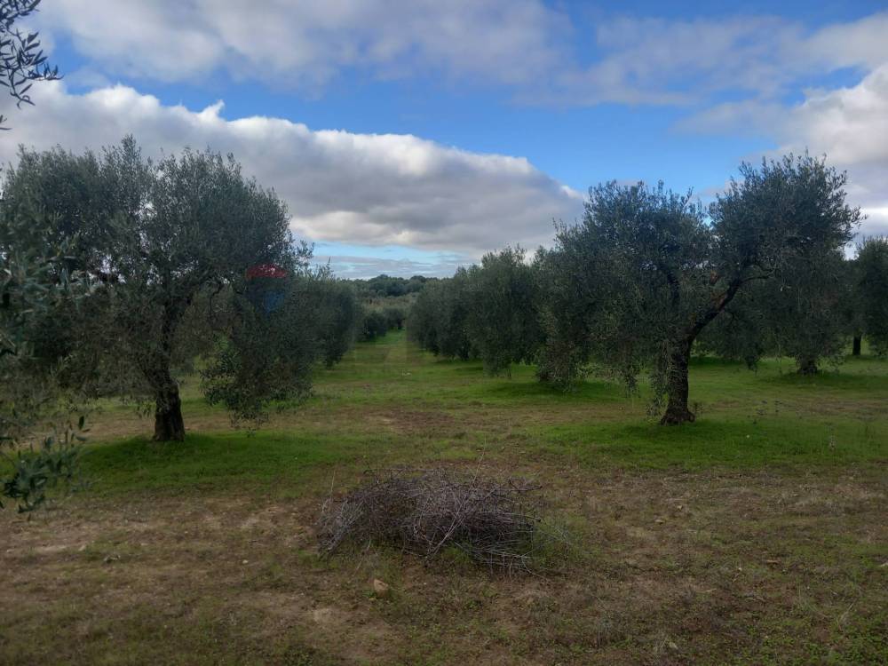 terreno agricolo in vendita a Dolianova