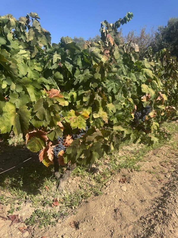 terreno in vendita a Dolianova