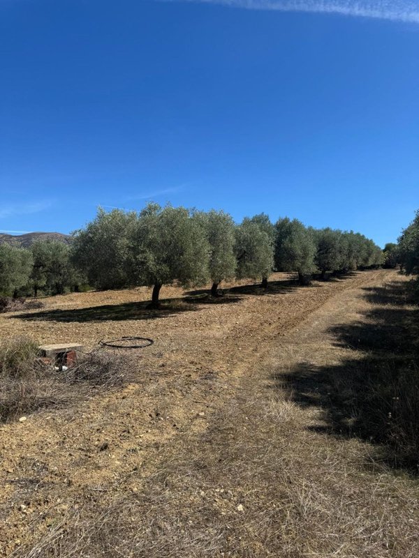 terreno in vendita a Dolianova