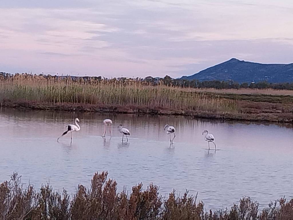 terreno agricolo in vendita a Giba