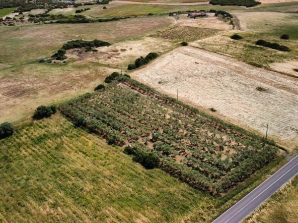 terreno agricolo in vendita a Giba in zona Villarios