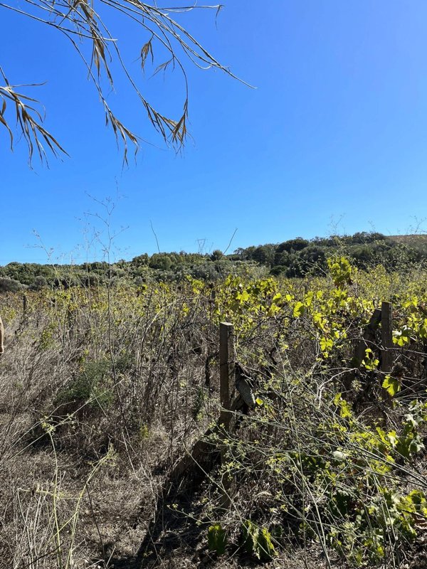 terreno agricolo in vendita a Gonnesa
