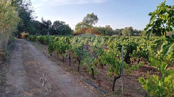 terreno agricolo in vendita a Gonnosfanadiga
