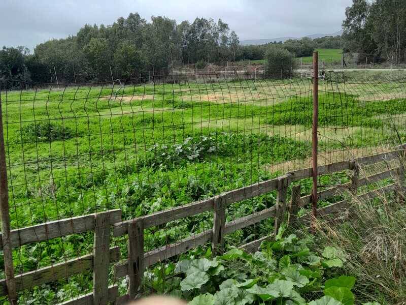 terreno agricolo in vendita ad Iglesias