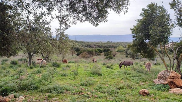 terreno agricolo in vendita ad Iglesias