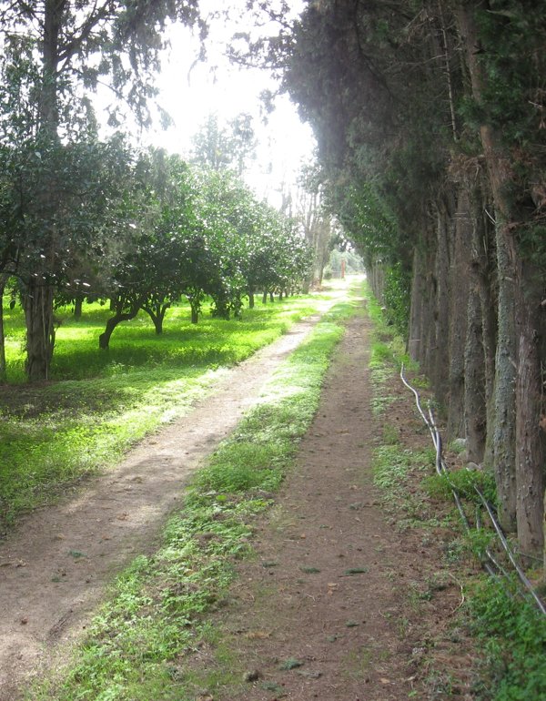 terreno agricolo in vendita a Monastir