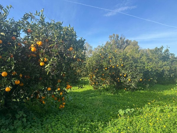 terreno agricolo in vendita a Muravera